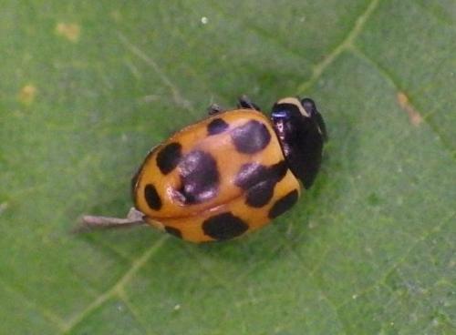 Réf. 295 510 : Ceratomegilla notata
